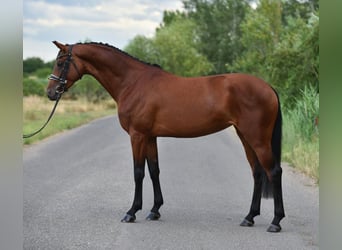 Westfaal, Merrie, 4 Jaar, 168 cm, Roodbruin