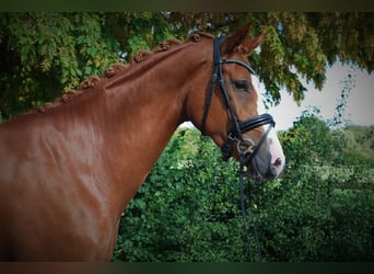 Westfaal, Merrie, 4 Jaar, 168 cm, Vos