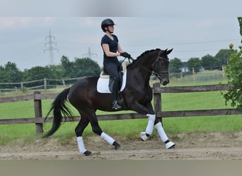 Westfaal, Merrie, 4 Jaar, 168 cm, Zwart