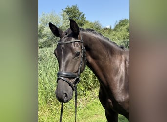 Westfaal, Merrie, 4 Jaar, 168 cm, Zwart