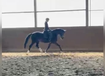 Westfaal, Merrie, 4 Jaar, 168 cm, Zwart