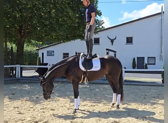 Westfaal, Merrie, 4 Jaar, 168 cm, Zwartbruin