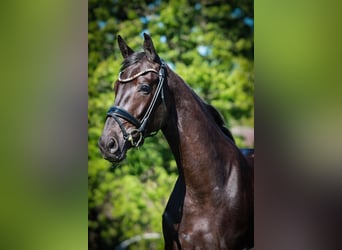 Westfaal, Merrie, 4 Jaar, 168 cm, Zwartbruin