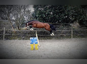 Westfaal, Merrie, 4 Jaar, 169 cm, Bruin