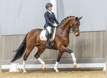 Westfaal, Merrie, 4 Jaar, 169 cm, Bruin