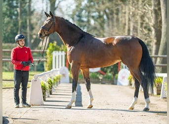 Westfaal, Merrie, 4 Jaar, 169 cm, Bruin