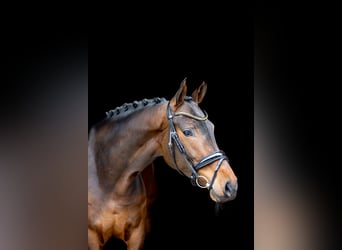 Westfaal, Merrie, 4 Jaar, 169 cm, Bruin