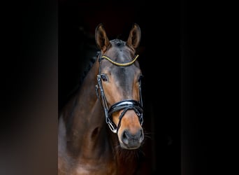 Westfaal, Merrie, 4 Jaar, 169 cm, Bruin