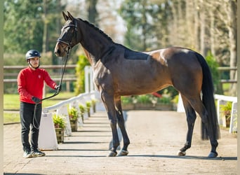 Westfaal, Merrie, 4 Jaar, 169 cm, Donkerbruin