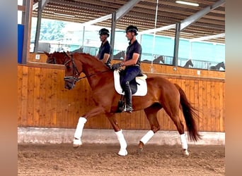 Westfaal, Merrie, 4 Jaar, 169 cm, Vos