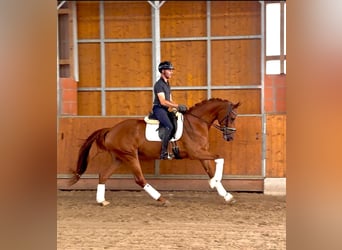 Westfaal, Merrie, 4 Jaar, 169 cm, Vos