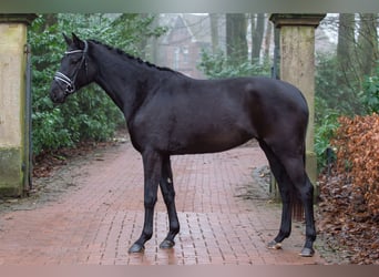 Westfaal, Merrie, 4 Jaar, 169 cm, Zwart