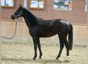 Westfaal, Merrie, 4 Jaar, 169 cm, Zwart