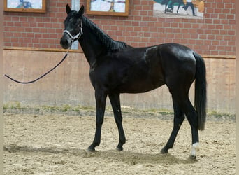 Westfaal, Merrie, 4 Jaar, 169 cm, Zwart