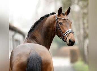 Westfaal, Merrie, 4 Jaar, 170 cm, Bruin