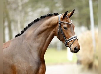 Westfaal, Merrie, 4 Jaar, 170 cm, Bruin