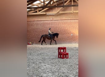 Westfaal, Merrie, 4 Jaar, 170 cm, Bruin