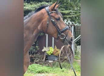 Westfaal, Merrie, 4 Jaar, 170 cm, Bruin