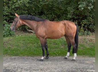 Westfaal, Merrie, 4 Jaar, 170 cm, Bruin