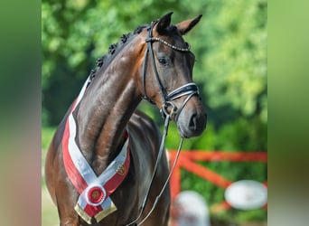Westfaal, Merrie, 4 Jaar, 170 cm, Donkerbruin