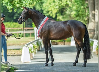 Westfaal, Merrie, 4 Jaar, 170 cm, Donkerbruin