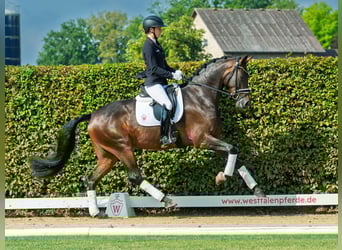 Westfaal, Merrie, 4 Jaar, 170 cm, Donkerbruin