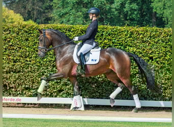 Westfaal, Merrie, 4 Jaar, 170 cm, Donkerbruin