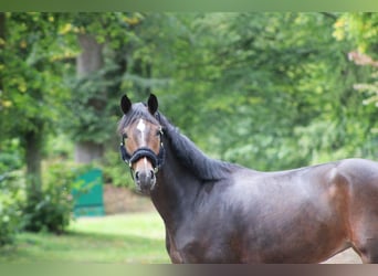 Westfaal, Merrie, 4 Jaar, 170 cm, Donkerbruin