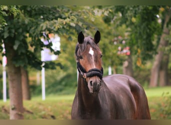 Westfaal, Merrie, 4 Jaar, 170 cm, Donkerbruin