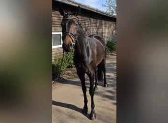 Westfaal, Merrie, 4 Jaar, 171 cm, Donkerbruin