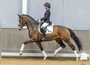Westfaal, Merrie, 4 Jaar, 171 cm, Donkerbruin
