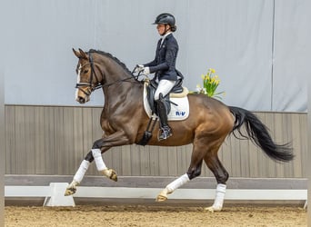 Westfaal, Merrie, 4 Jaar, 171 cm, Donkerbruin