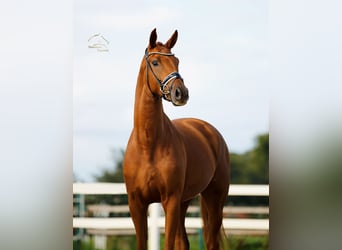 Westfaal, Merrie, 4 Jaar, 171 cm, Vos