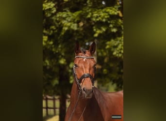Westfaal, Merrie, 4 Jaar, 172 cm, Bruin