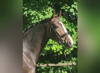 Westfaal, Merrie, 4 Jaar, 172 cm, Donkerbruin