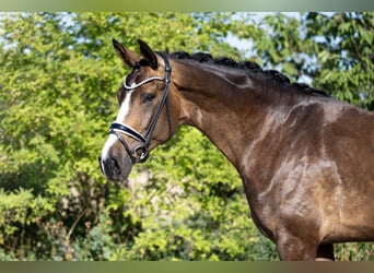 Westfaal, Merrie, 4 Jaar, 172 cm, Donkerbruin