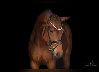 Westfaal, Merrie, 4 Jaar, 173 cm, Bruin