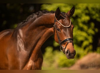 Westfaal, Merrie, 4 Jaar, 173 cm, Bruin