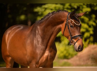 Westfaal, Merrie, 4 Jaar, 173 cm, Bruin