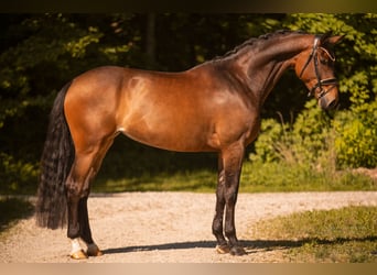 Westfaal, Merrie, 4 Jaar, 173 cm, Bruin