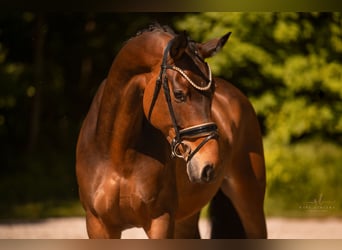 Westfaal, Merrie, 4 Jaar, 173 cm, Bruin