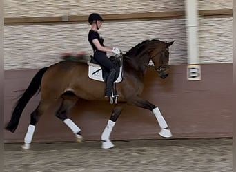 Westfaal, Merrie, 4 Jaar, 173 cm, Bruin