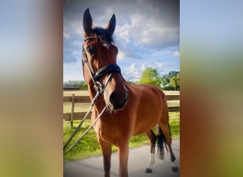 Westfaal, Merrie, 4 Jaar, 173 cm, Bruin