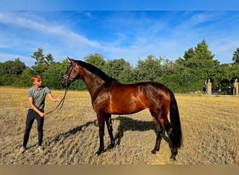 Westfaal, Merrie, 4 Jaar, 173 cm, Donkerbruin