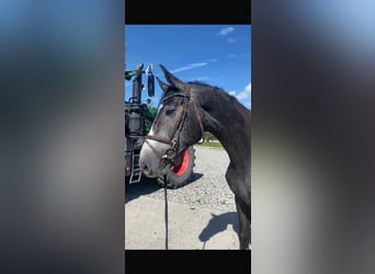 Westfaal, Merrie, 4 Jaar, 173 cm, kan schimmel zijn