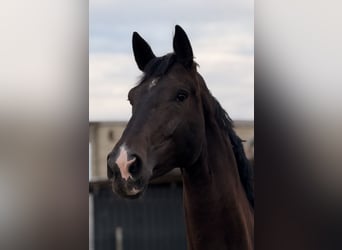 Westfaal, Merrie, 4 Jaar, 173 cm, Zwartbruin