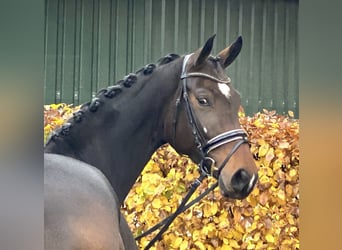 Westfaal, Merrie, 4 Jaar, 174 cm, Bruin