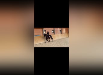 Westfaal, Merrie, 4 Jaar, 175 cm, Donkerbruin
