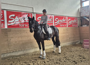 Westfaal, Merrie, 4 Jaar, 175 cm, Zwartbruin