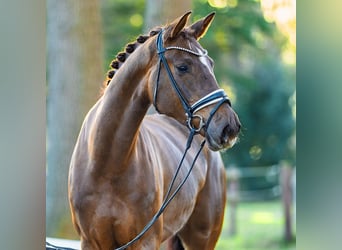 Westfaal, Merrie, 4 Jaar, 176 cm, Vos